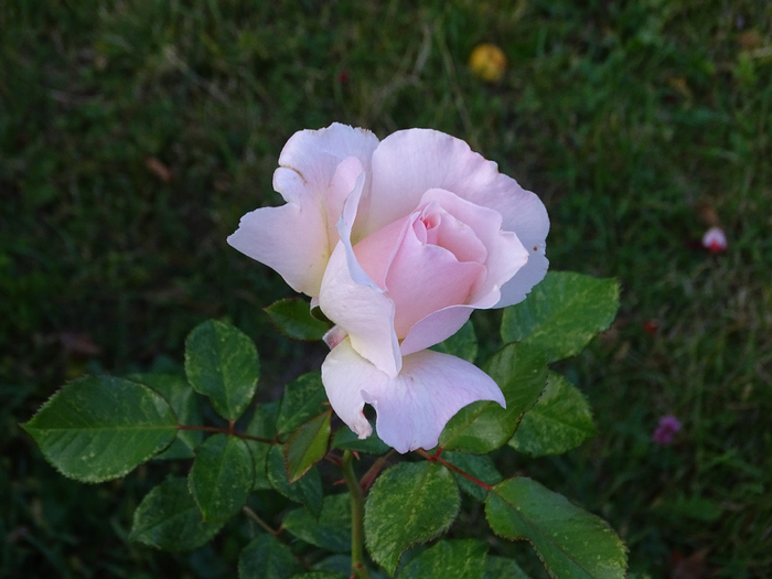 DSC00009 (700x525, 337Kb)