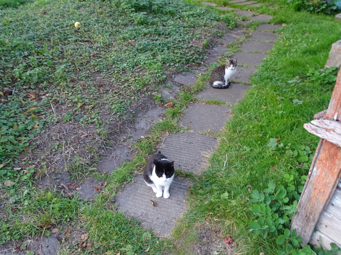 DSC00011 (700x525, 562Kb)