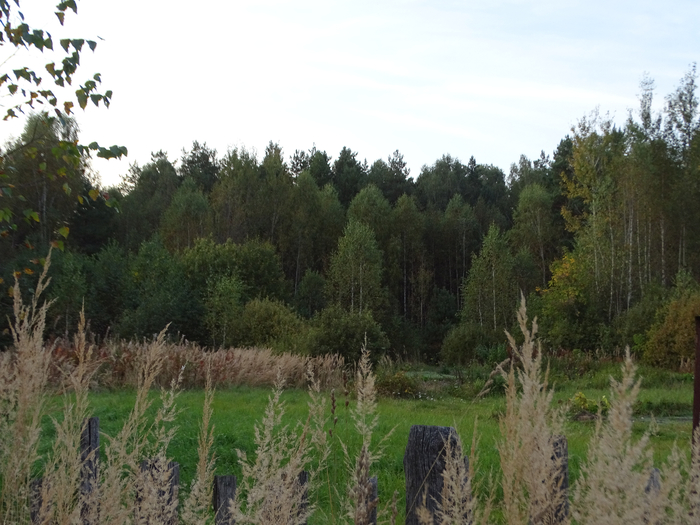 DSC00017 (700x525, 379Kb)