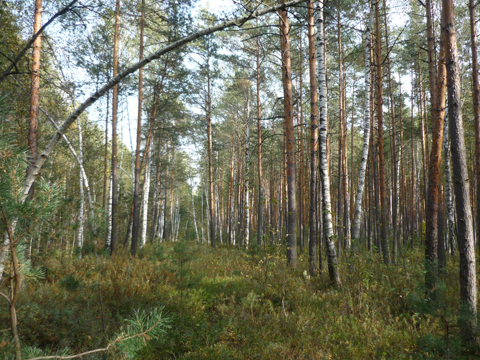 P1280379 (700x525, 654Kb)