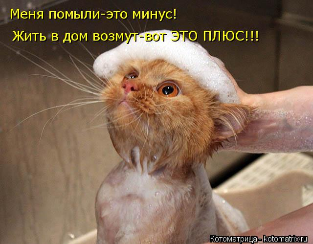 kotomatritsa__ (640x499, 206Kb)