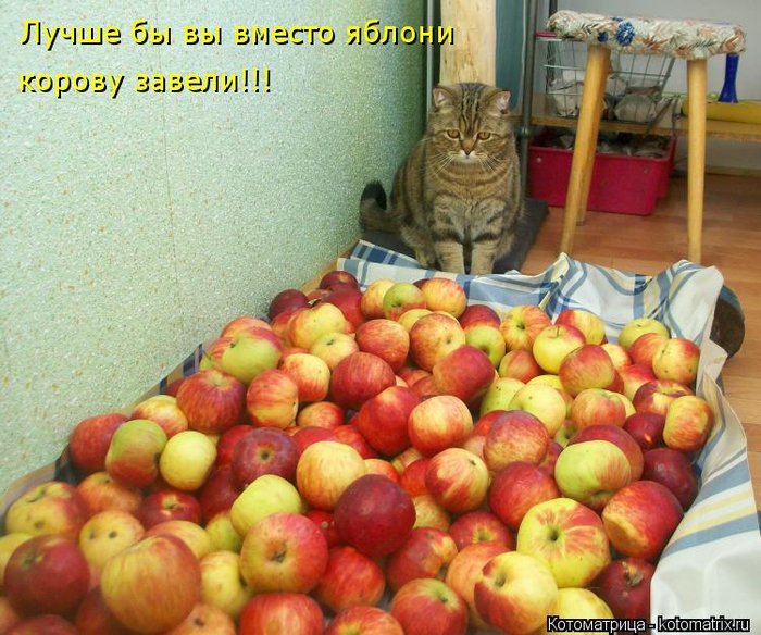 kotomatritsa_j (700x584, 486Kb)
