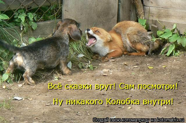 kotomatritsa_MB (640x425, 262Kb)