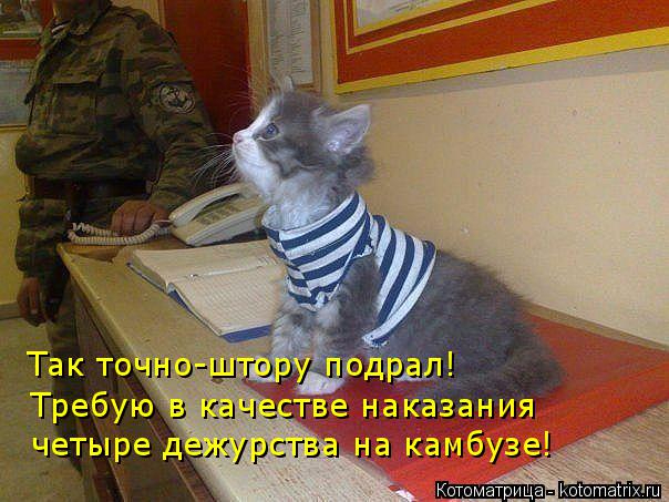 kotomatritsa_qI (604x453, 263Kb)
