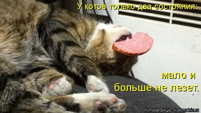 4743317_kotomatritsa_X (700x392, 49Kb)