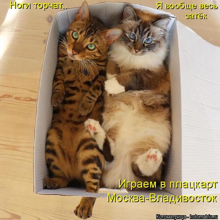 4743317_kotomatritsa_qM (700x700, 73Kb)