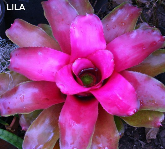 5402287_Neoregelialillyae (531x480, 75Kb)