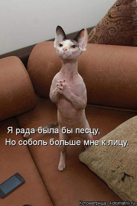 4743317_kotomatritsa_Z (466x700, 41Kb)