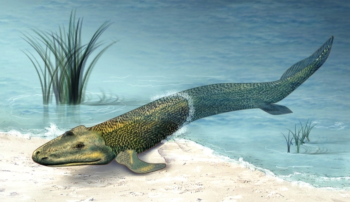 Tiktaalik_roseae_life_restor (700x404, 207Kb)