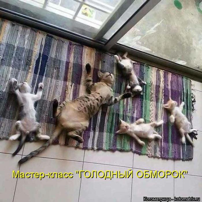 4743317_kotomatritsa_O (700x700, 86Kb)