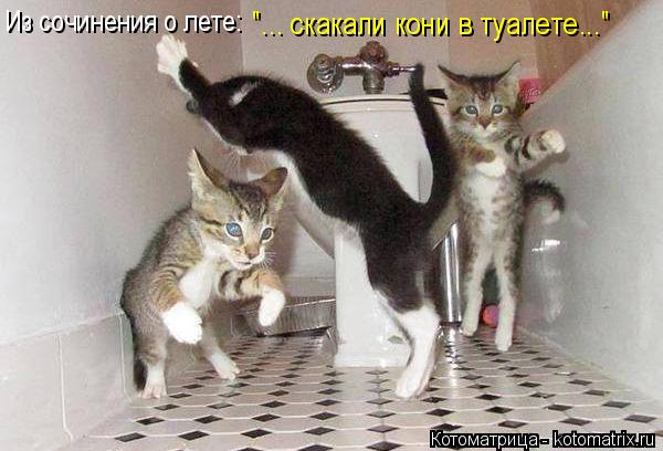 4743317_kotomatritsa_6r (600x408, 43Kb)