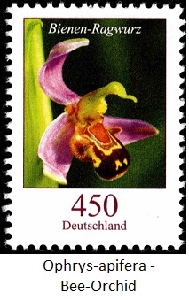 Ophrys-apifera---Bee-Orchid (213x339, 39Kb)