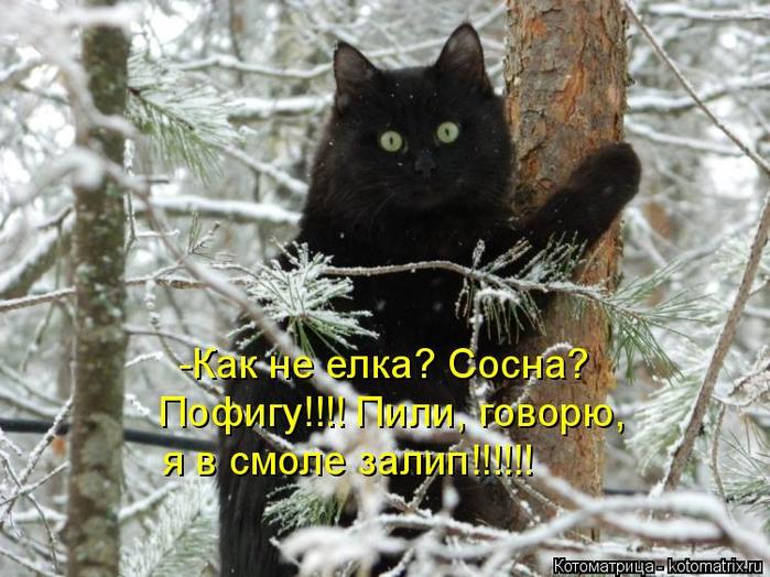 4743317_kotomatritsa_W (700x524, 74Kb)