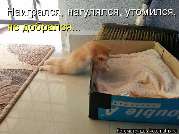 4743317_kotomatritsa_04 (605x454, 55Kb)