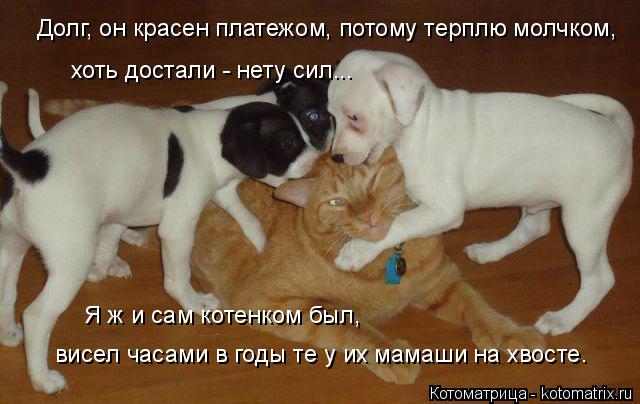 4743317_kotomatritsa_0 (640x404, 45Kb)
