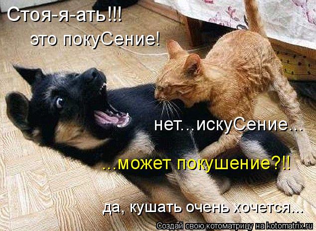 4743317_kotomatritsa_N (634x463, 80Kb)