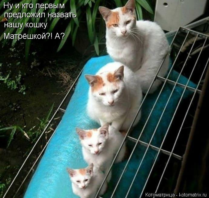 4743317_kotomatritsa_z8 (690x652, 63Kb)