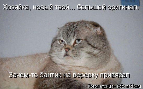 4743317_kotomatritsa_K (548x341, 34Kb)