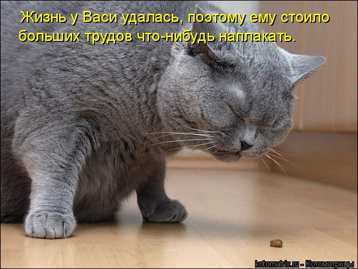 kotomatritsa__B (700x527, 342Kb)