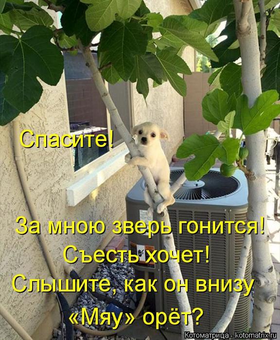 4743317_kotomatritsa_3_1 (576x700, 86Kb)