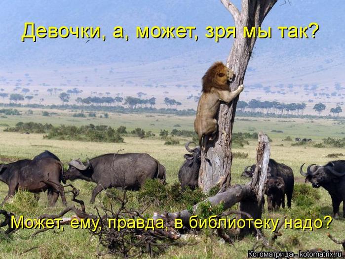 4743317_kotomatritsa_z (700x524, 81Kb)