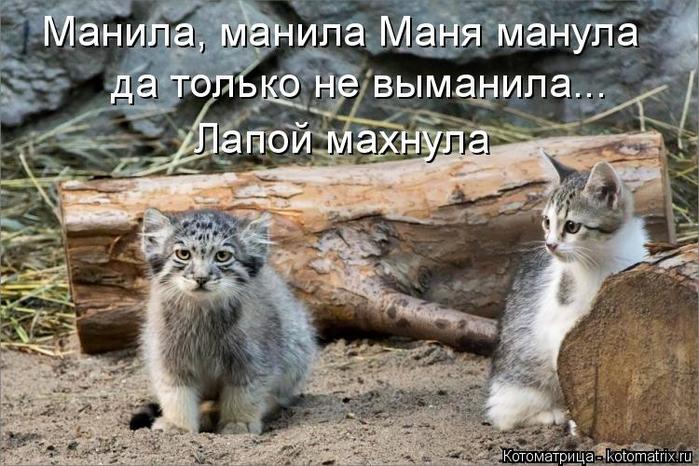 4743317_kotomatritsa_a (700x466, 75Kb)