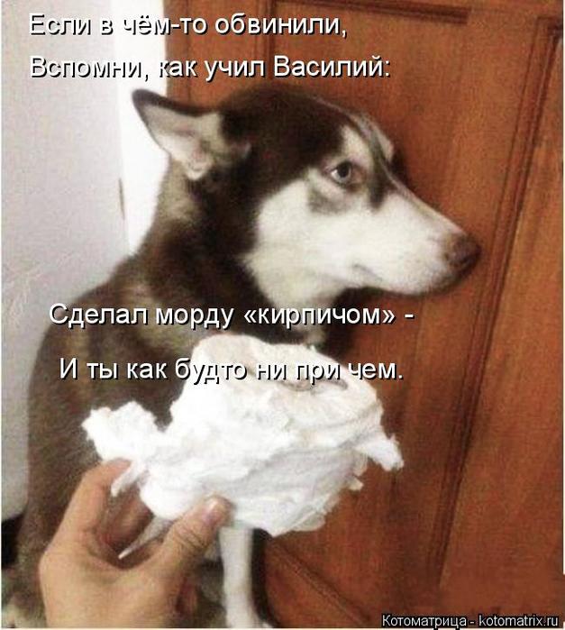4743317_kotomatritsa_K (627x700, 63Kb)
