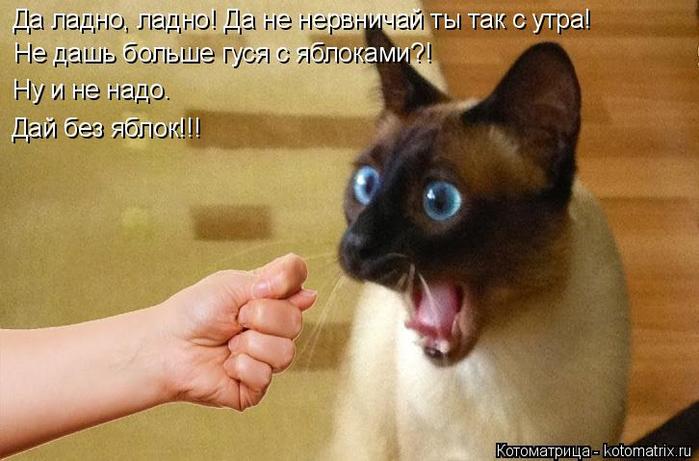 4743317_kotomatritsa_t (700x461, 49Kb)