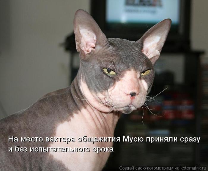 4743317_kotomatritsa_8 (700x574, 47Kb)