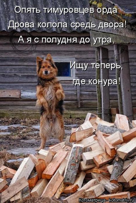 4743317_kotomatritsa_lI (468x700, 81Kb)