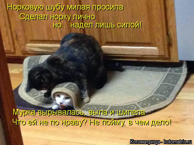 kotomatritsa_BR (640x480, 241Kb)