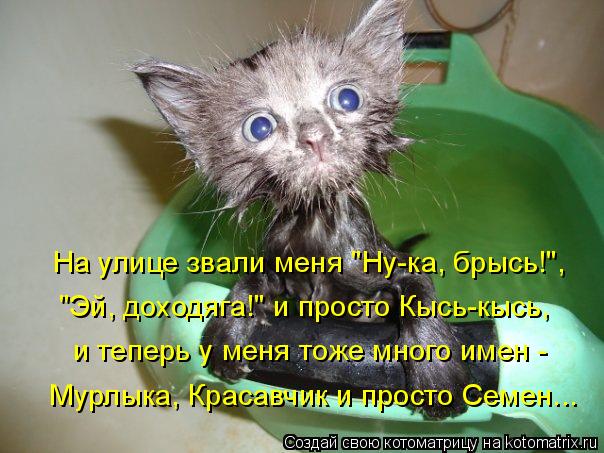 4743317_kotomatritsa_2E (604x453, 58Kb)