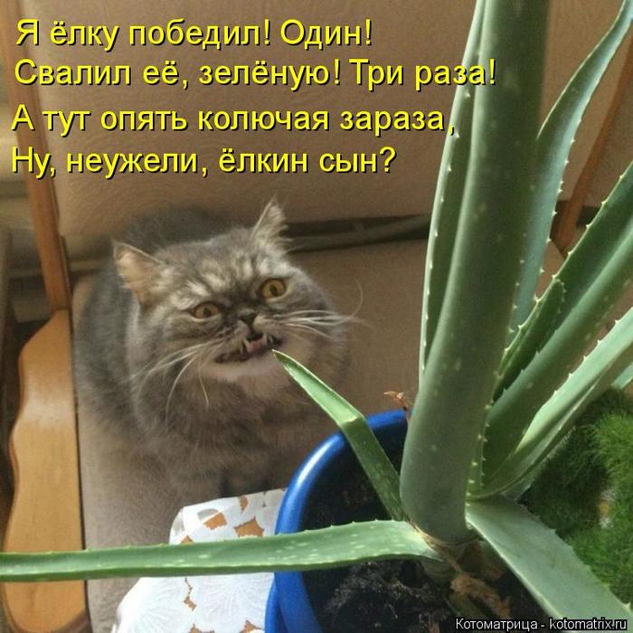 4743317_kotomatritsa_H (700x700, 76Kb)
