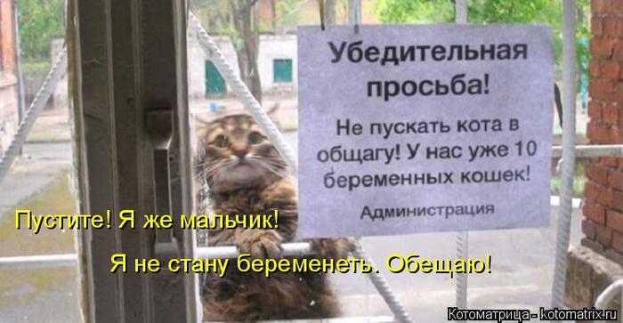 4743317_kotomatritsa_E (700x363, 43Kb)