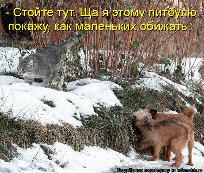 4743317_kotomatritsa_9x (700x595, 119Kb)