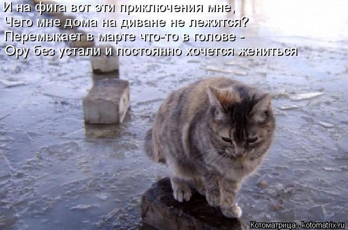 4743317_kotomatritsa_o (700x462, 54Kb)
