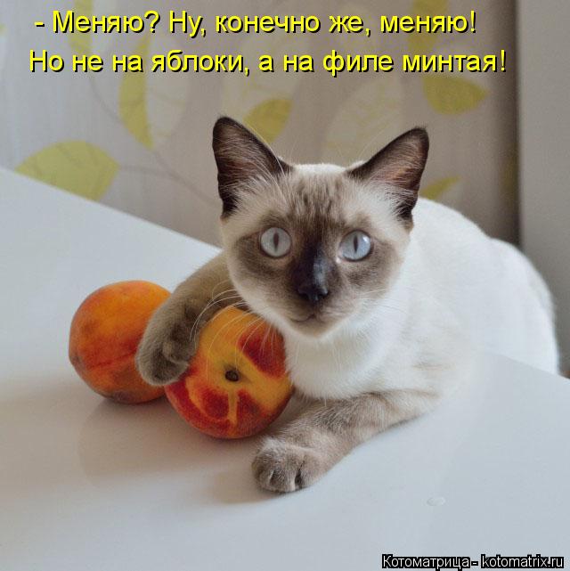 4743317_kotomatritsa_I (640x641, 47Kb)
