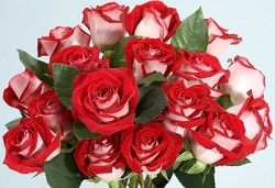 red-velvet-roses-blog110312athumbnew=2 (250x171, 26Kb)
