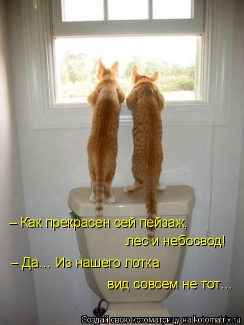 4743317_kotomatritsa_O_1 (480x640, 36Kb)
