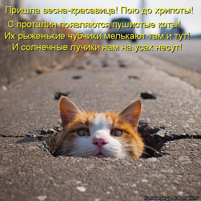 4743317_kotomatritsa_ (700x700, 83Kb)