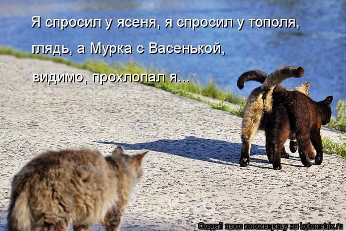 4743317_kotomatritsa_b_1 (700x468, 76Kb)