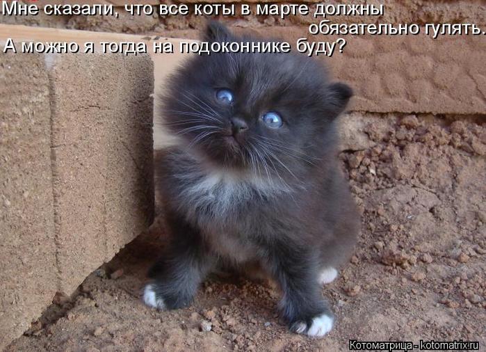 4743317_kotomatritsa_7 (700x506, 76Kb)