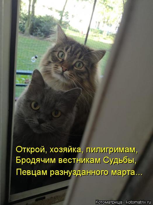 4743317_kotomatritsa_Fc (524x700, 45Kb)