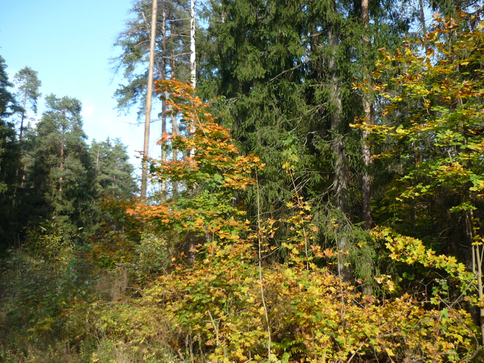 P1280465 (700x525, 662Kb)