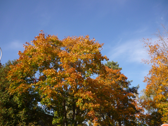 P1280472 (700x525, 622Kb)