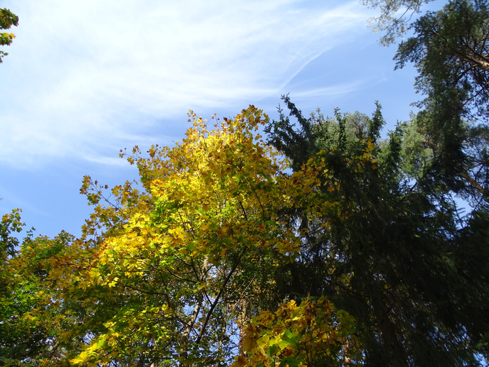 DSC00013 (700x525, 549Kb)