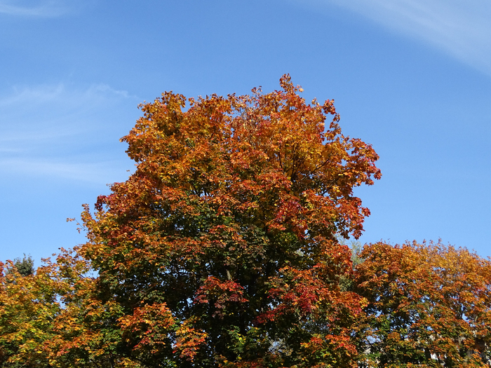 DSC00021 (700x525, 566Kb)