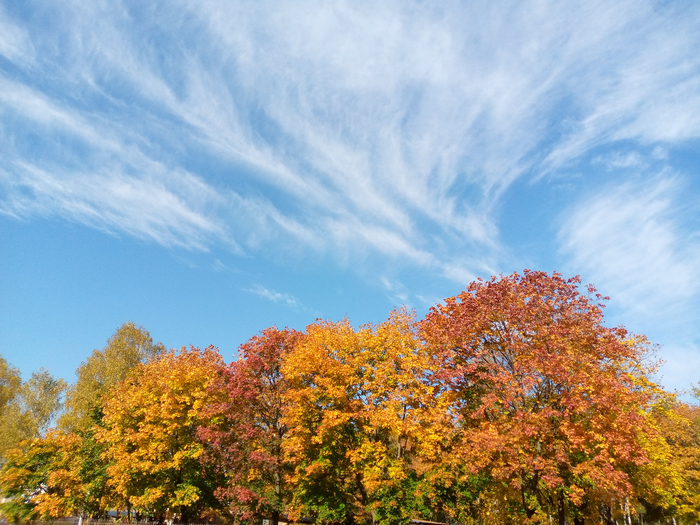IMG_20201004_113047_489 (700x525, 504Kb)
