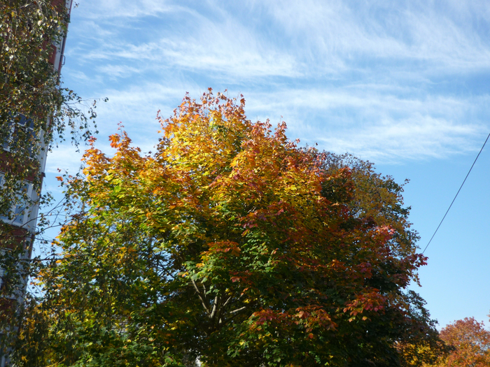 P1280473 (700x525, 607Kb)