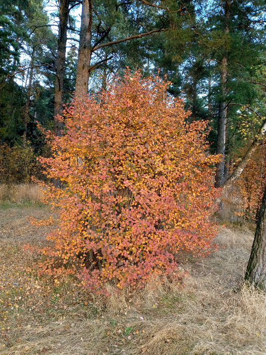 IMG_20201008_171115_952 (525x700, 706Kb)